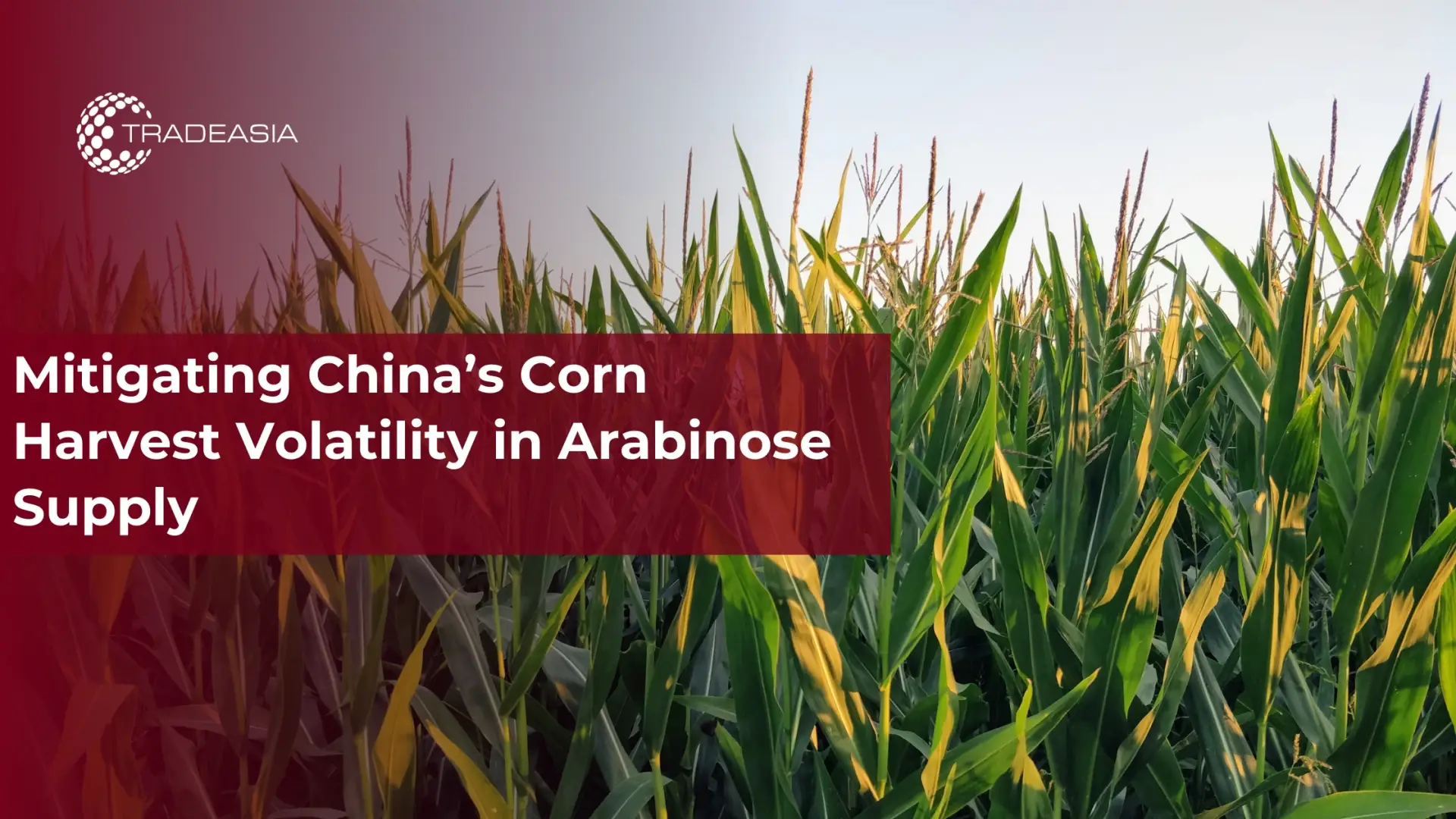缓解中国玉米收成中阿拉伯糖供应的波动