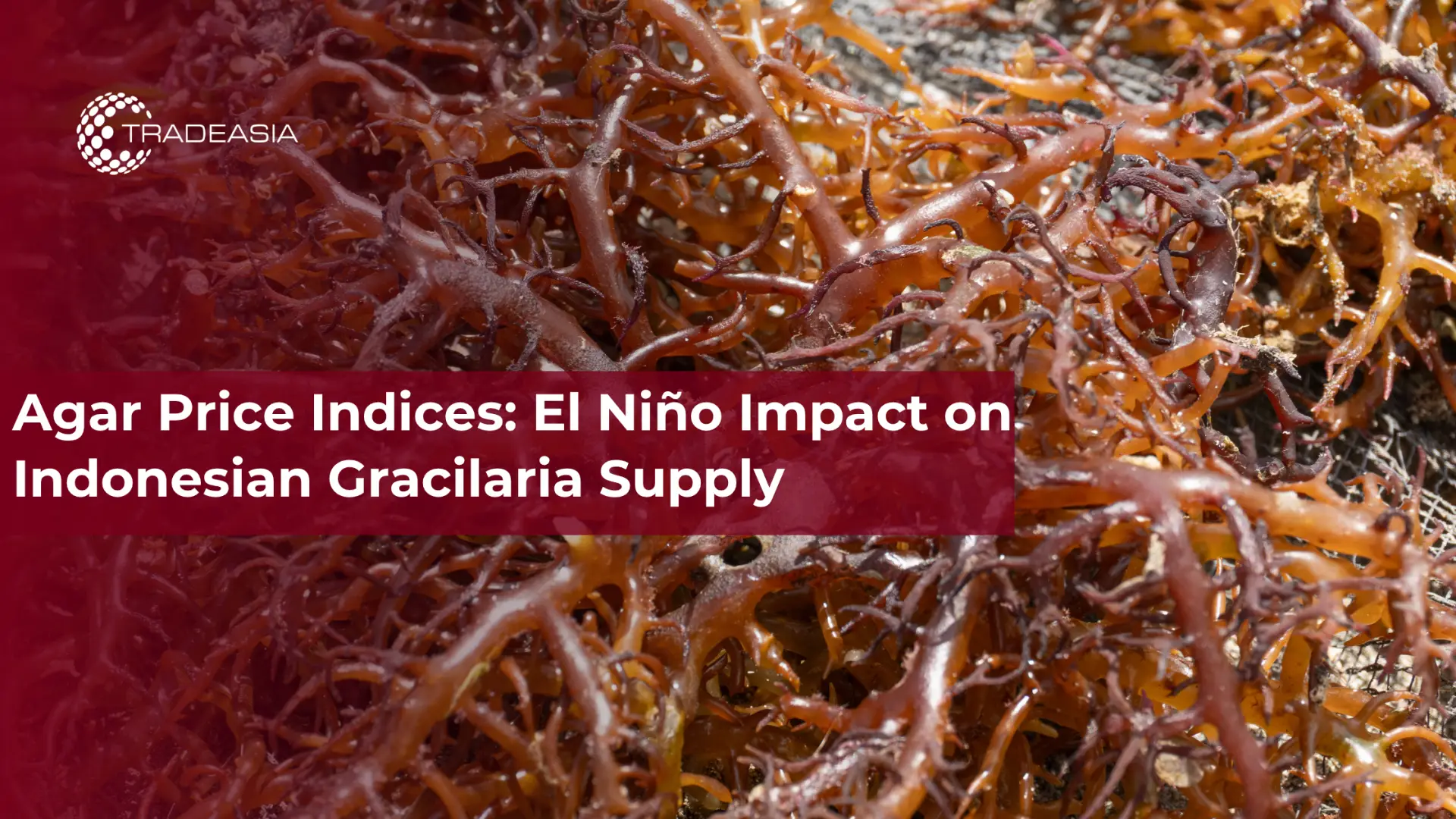 Índices de precios del agar: el impacto de El Niño en el suministro de Gracilaria de Indonesia