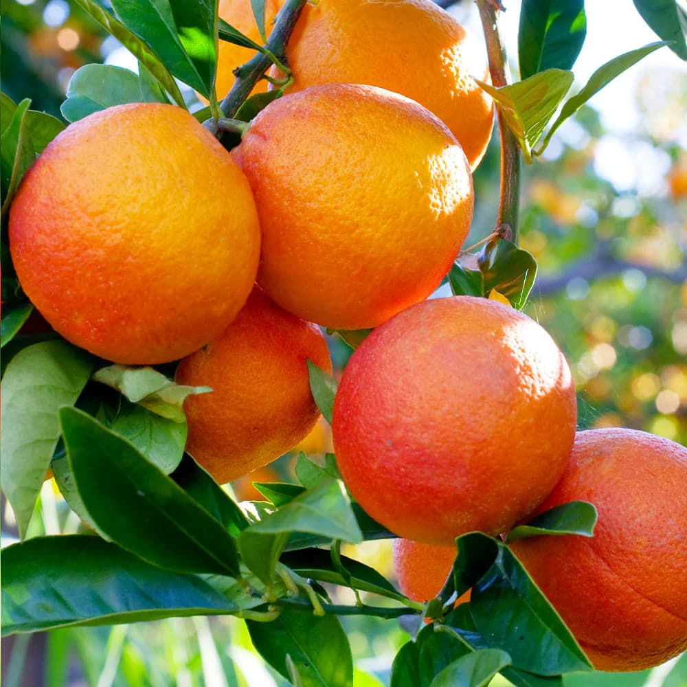 Blood Orange Oil