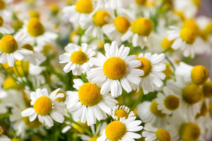 Chamomile Oil