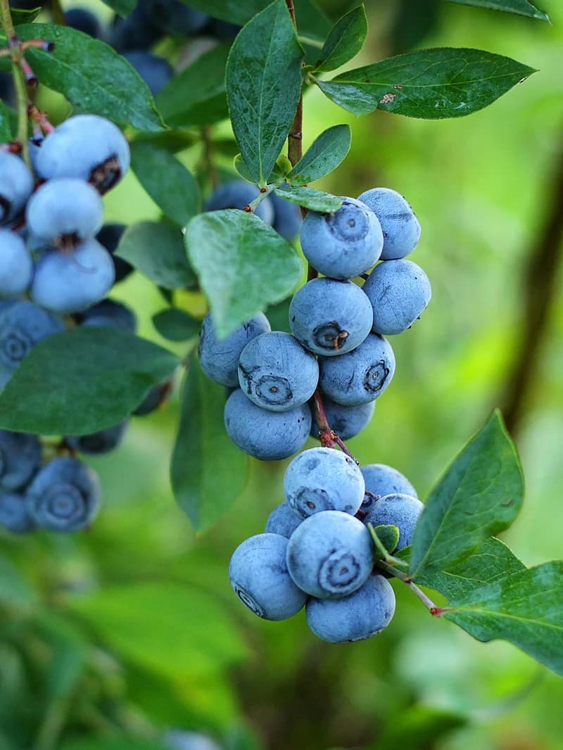 Blueberry Oil