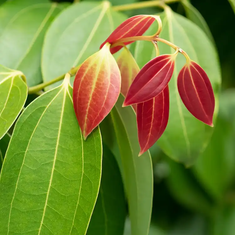 Cinnamon Leaf