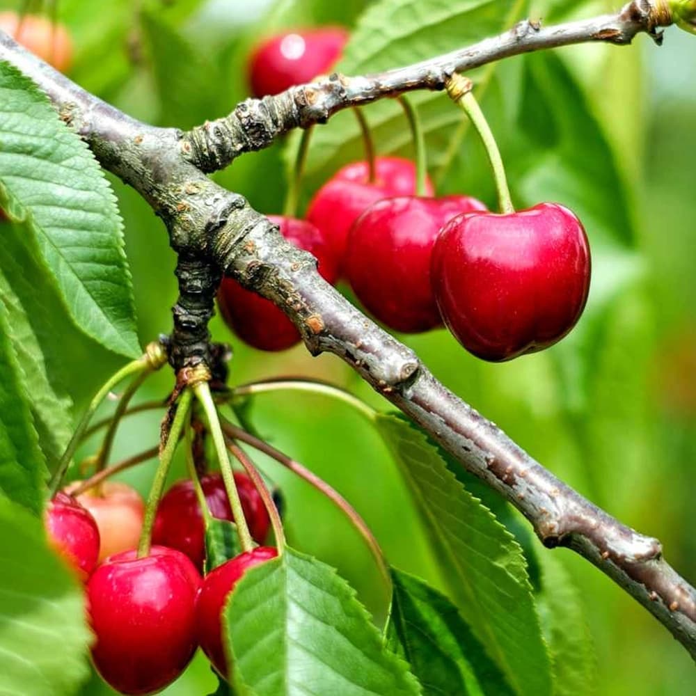 Cherry Oil